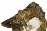 Tyrannosaur Tooth With Crocodile Scute - Judith River Formation #108095-2